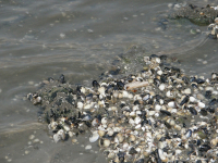 18 Büsum-Impressionen
