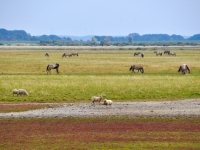 8 Büsum-Impressionen